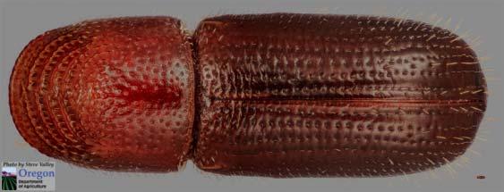 d. If any tiny (1.5-2 mm long), reddish-brown adult beetles (figures 4 and 5) are found during inspection or sampling, collect them in a leakproof vial of 75% ethyl alcohol.