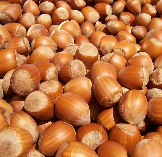 Source: Wikipedia Organic Hazelnut Business Content Background Supply chain structure Agricultural production Harvesting & post harvest handling Raw material purchase