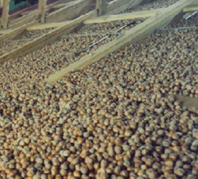 Raw Material Purchase In the case of hazelnuts, product aggregation is directly done by processors.