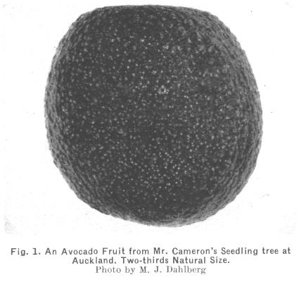 Photograph by Miss M. J. Dahlberg. Results of Avocado Planting in New Zealand Available records of avocado culture in this country are summarized in Table IV.
