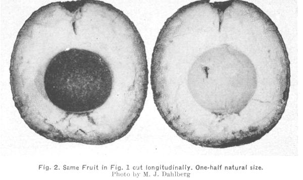 In these instances failure of the trees to fruit may have been caused by lack of crosspollination, which is essential for the setting of some varieties.