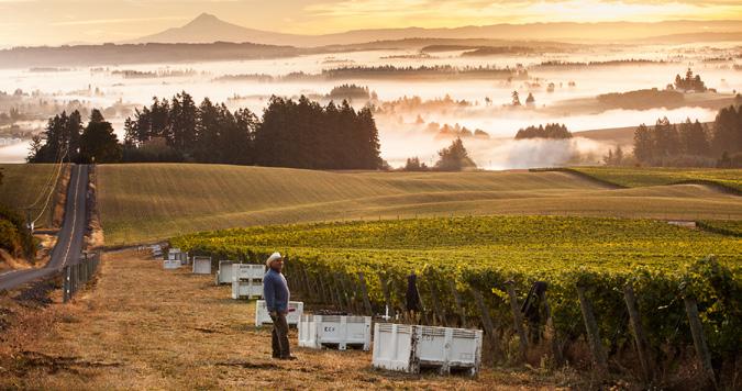 Letter from the Winemaker: Greetings from Oregon! With the exception of a cool patch in early June, the weather in 2016 has been unusually warm.