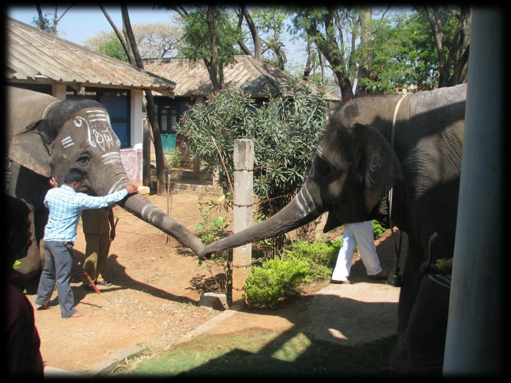 Working with elephant mahouts Insights from workshops on assessing the welfare status of mahouts belonging to Temples