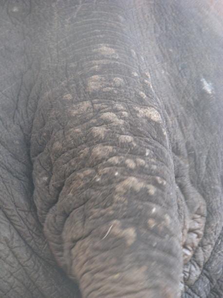 Kallappa, who has had experience in treating this category of elephants, had consistently noticed skin related issues (Figures 3a and b) that were absent in forest camp or wild elephants.