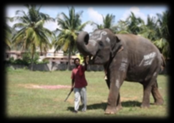 On ground, the mahout takes care of the