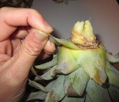 CROWNED WITH ROOTS - PAGE 3 3. Pull off the small leaves at the base of the crown to expose 3 to 4 