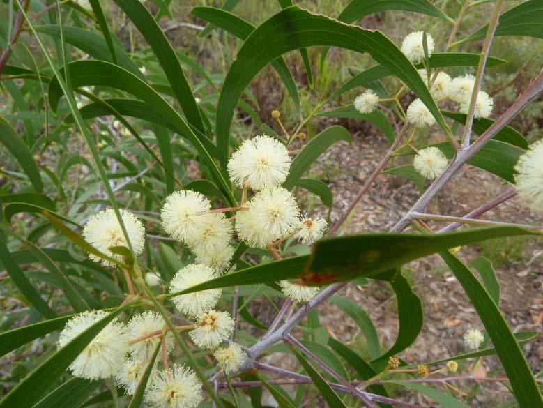 Lightwood (A. implexa) flowers appear in summer.