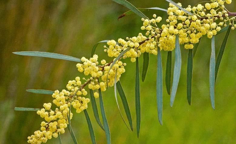 Now for a couple of local wattles that are hard for us plebs to tell apart: Red Stemmed Wattle or Myrtle Wattle (Acacia myrtifolia) and Wirilda or Swamp Wattle (Acacia provincialis).