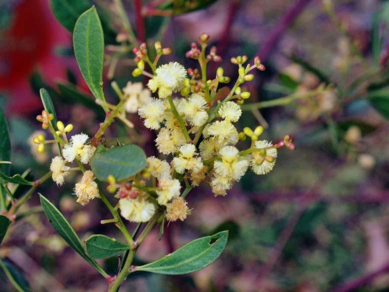 Wirilda, as its other name of Swamp Wattle indicates, likes wet areas; it can grow a lot taller (6 to 10 metres) than the Myrtle Wattle, which is usually no taller than 3 metres, and can be a lot