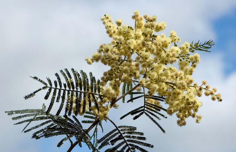 mearnsii) and Silver wattle (A. dealbata). Also commonly grown in the area are Cootamundra Wattle (A. baileyana).