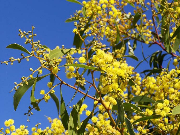 Okay top one is not red stemmed but the photographer (Lemis) claims it to be a Myrtle Wattle (Acacia myrtifolia) The lower photo, from the group Actaplanarum, is said to be a Wirilda (Acacia