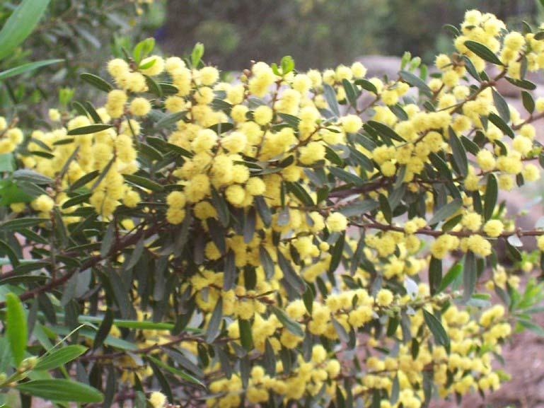 Hop Wattle (Acacia stricta) is a shrub with oval, symmetrical phyllodes and brown stems, and yellow