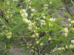 Hop Wattle (Acacia stricta) Finally in this presentation is the Varnish Wattle, or Acacia verniciflua.