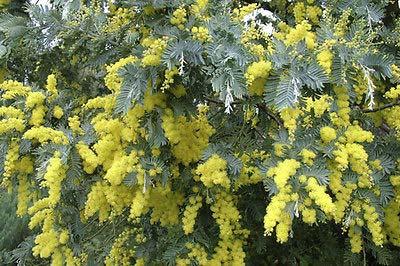 Here are some pics of Silver Wattle (Acacia dealbata): An extra characteristic of Silver Wattle is its strong tendency to sucker from the base of