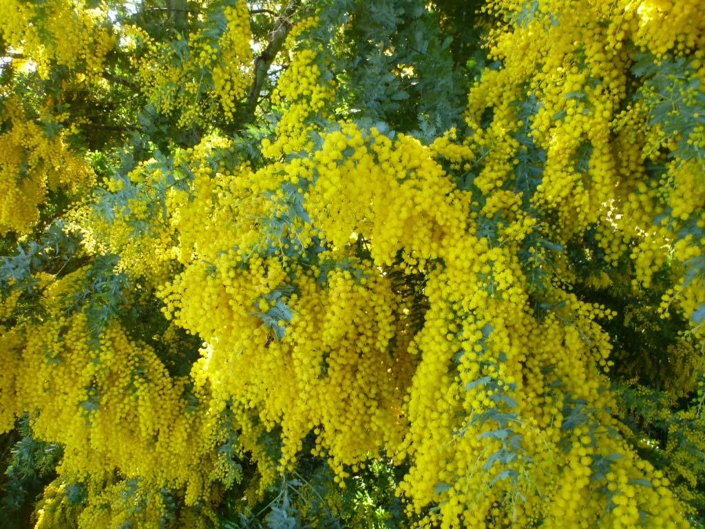 And now for the introduced Cootamundra Wattle, which blooms in July when most other plants are asleep. It s a declared noxious weed in parts of Victoria because the birds (e.g.