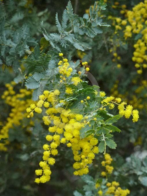 Characteristic of Cootamundra wattle is the pinwheel pattern of the leaves