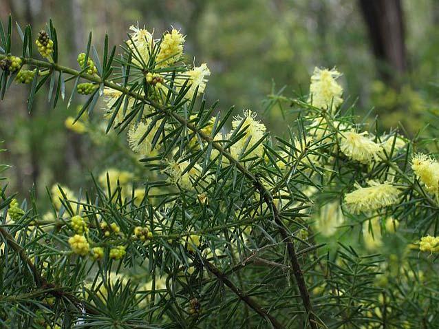 Firstly, the prickly ones: Prickly Moses (A. verticillata) and Hedge Wattle or Kangaroo Thorn (A. paradoxa).