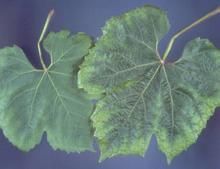 Deficiencies often result in foliar symptoms and vine growth and reproductive issues (Table 3).