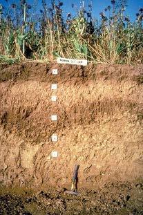 On-site Investigations Soil Pits Rooting depth Soil texture throughout profile Potential