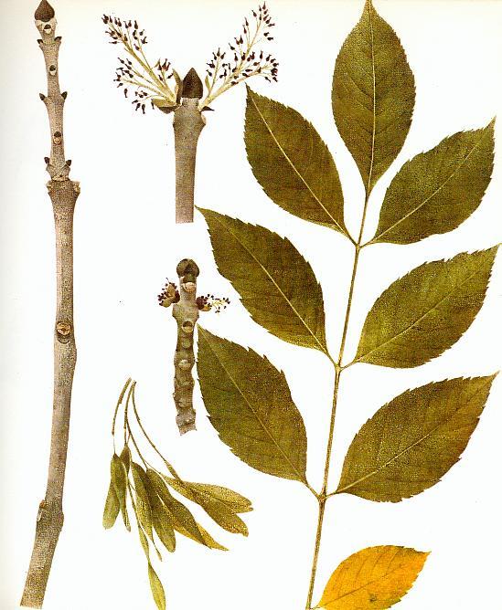 ASH (Fraxinus excelsior) Ash is a very common tree in Britain. It grows on chalky, limestone and clay soils in ancient woodlands.