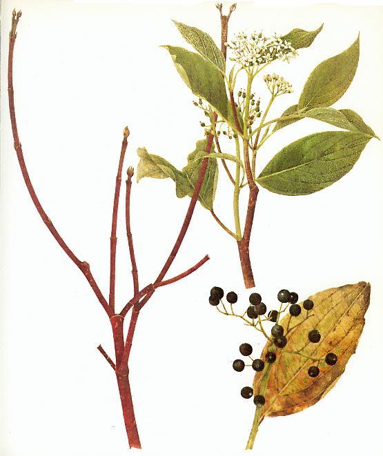 DOGWOOD (Cornus sanguinea) Dogwood is a common shrub on chalky and clay soils. It can be found in ancient woodlands, and in hedgerows. It forms a bushy shrub, with blood red twigs when young.