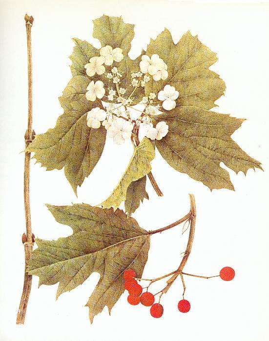 GUELDER ROSE (Viburnum opulus) Guelder Rose is a small shrub up to 10 feet high. It is found on both chalky and acid soils in England, but is less common in Wales, Ireland and Scotland.