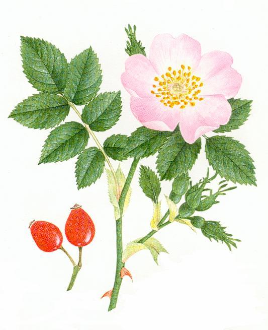 DOG ROSE (Rosa canina) Dog rose is a very common plant in woodlands, scrub and hedgerows. It is found throughout Britain and grows on chalk, limestone and clay soils.