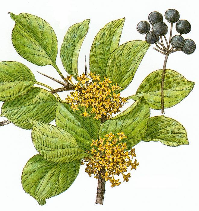 BUCKTHORN (Rhamnus catharticus) Buckthorn is a native shrub of the British Isles and Europe. It grows on chalky, peat and clay soils in southern England, and in parts of northern England and Ireland.