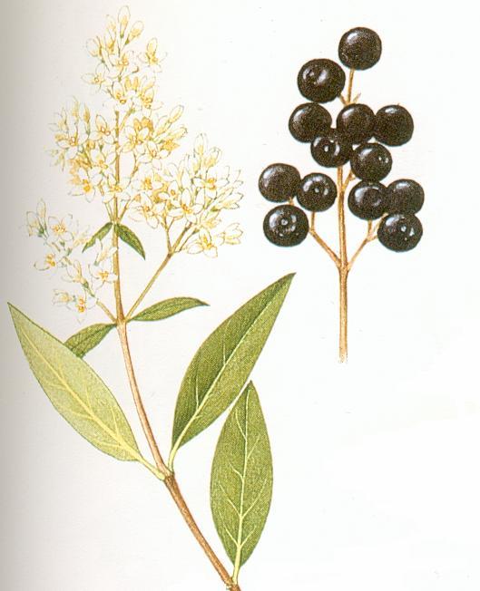 The fruits are black berries containing a single seed produced in autumn. The bark and berries of buckthorn have been used for centuries as a medicine.