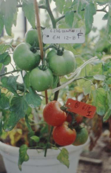 Genetic engineering of parthenocarpic fruit development in tomato Tomato for the fresh market DefH9-iaaM gene is able to sustain parthenocarpic fruit development in two different tomato types