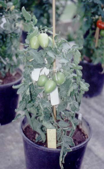 Genetic engineering of parthenocarpic fruit development in tomato Industrial tomato (The pickelhauben problem) In the cv UC82, a cultivar typical for processing tomatoes, the original gene DefH9-iaaM