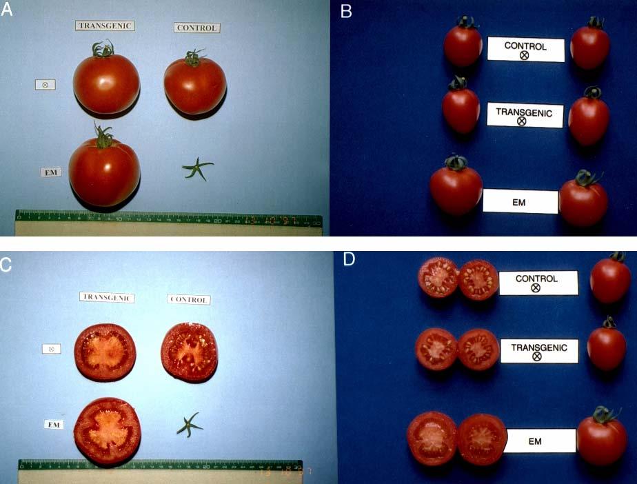 DefH9-iaaM gene is able to sustain parthenocarpic fruit development in two
