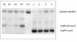 = selfed; EM= emasculated RT PCR analysis