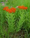 Asclepias tuberosa Butterfly Weed AST Lanceolate Umbel 1- Bloom Season: May to Sept Full sun, dry to medium soil Aster ericoides Heath Aster ASE Hairy Daisy