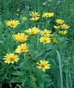 Notes: Foliage changes to red and yellow in the fall Helianthus mollis Downy Sunflower HEM Butter yellow Can go to 4'-6' Bloom Season: Aug to Oct Sun Dry, sandy soils Heliopsis helianthoides False