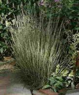 Notes: Allow to self seed, short lived perennial Panicum virgatum Switch grass PAV Flat linear, mid green to 2' long.