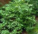 Notes: Crush the leaves to smell allspice Ceanothus americanus New Jersey Tea CEA Spikes of white flowers 1'-3'