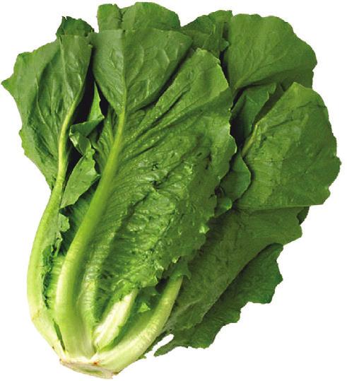 LETTUCE Darker leaves are more nutritious. Leaves should be fresh and green, not wilted, brown or slimy. Refresh limp leaves by placing in ice water.