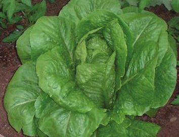 Romaine Long shape, darker outer leaves provide Vitamin A Light and mild taste Provide crunch in sandwiches and tacos. Rinse just before serving in cold water. Pat dry.