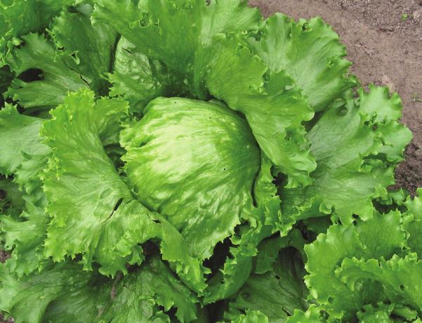 Tear lettuce leaves with your hands; do not cut as it browns quickly. The mild flavor of fresh lettuce leaves pairs well with fresh or dry herbs.