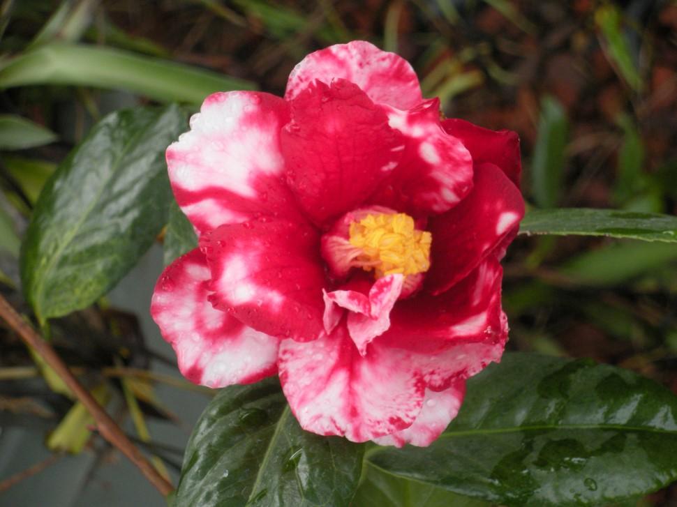 2015 Winners: Cindy Cook won Best Single Camellia with her photo of C.Fire Dance Variegated growing in her garden and Barbara Bort s Best Camellia With Pet featuring her dog Olive with C.Mrs.