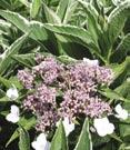 lacecap flower heads. Dark green, thick leaves. 5 Tall X 5 Wide. Zone 4.