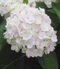 Broad leaf - Hydrangea macrophylla Endless Summer Blushing Bride PP#17169 Endless Summer Blushing Bride Bigleaf Hydrangea - Large, pure white