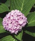 Disease resistant foliage. 3-6 Tall X 3-6 Wide. Zone 4.
