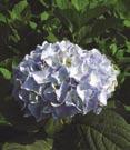 Blue Bigleaf Hydrangea macrophylla Merrit Supreme Merrit Supreme Bigleaf Hydrangea - Large, dark pink flowers mid and late summer.