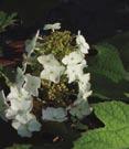 Large, cone shaped white flowers in late Spring. Bronzy-red fall foliage. 6 Tall X 8 Wide. Zone 5.