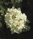 3-4 Tall X 4 Wide. Zone 5. 3N - #3 Can 15/18 quercifolia Snow Queen Snow Queen Oakleaf Hydrangea - Upright, mounding form.