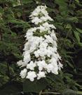 3Q - #3 Can 12/15 #3 Can 15/18 #3 Can 18/21 quercifolia Vaughn s Lillie PP#12982 Vaughn s Lillie Oakleaf Hydrangea - Dense cone-shaped white flowers.