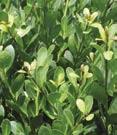 Broad leaf - Ilex Ilex crenata - Japanese Holly crenata Bennett s Compactum Bennett s Compactum Holly - Dark green foliage,