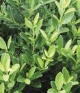 Broad leaf - Ilex crenata Hetzi Hetzi Holly - Dark green, convex foliage. 5 Tall X 5 Wide. Zone 6.